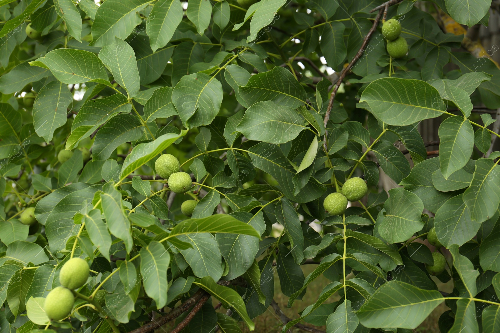 Photo of Green unripe walnuts on tree branches outdoors