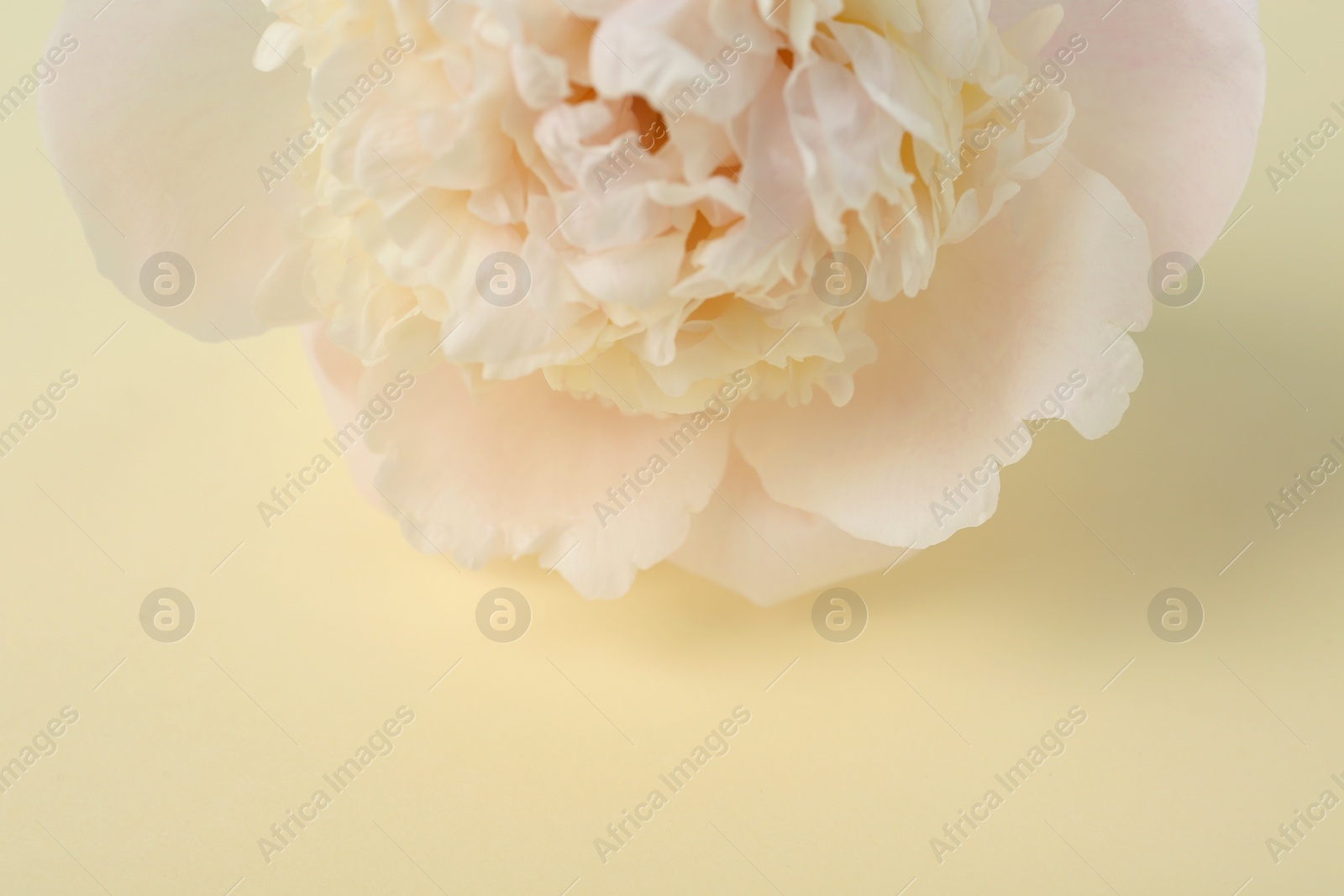 Photo of Beautiful peony flower on beige background, closeup