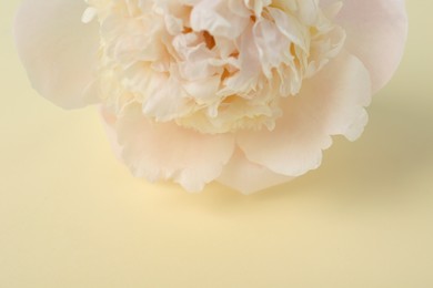 Photo of Beautiful peony flower on beige background, closeup
