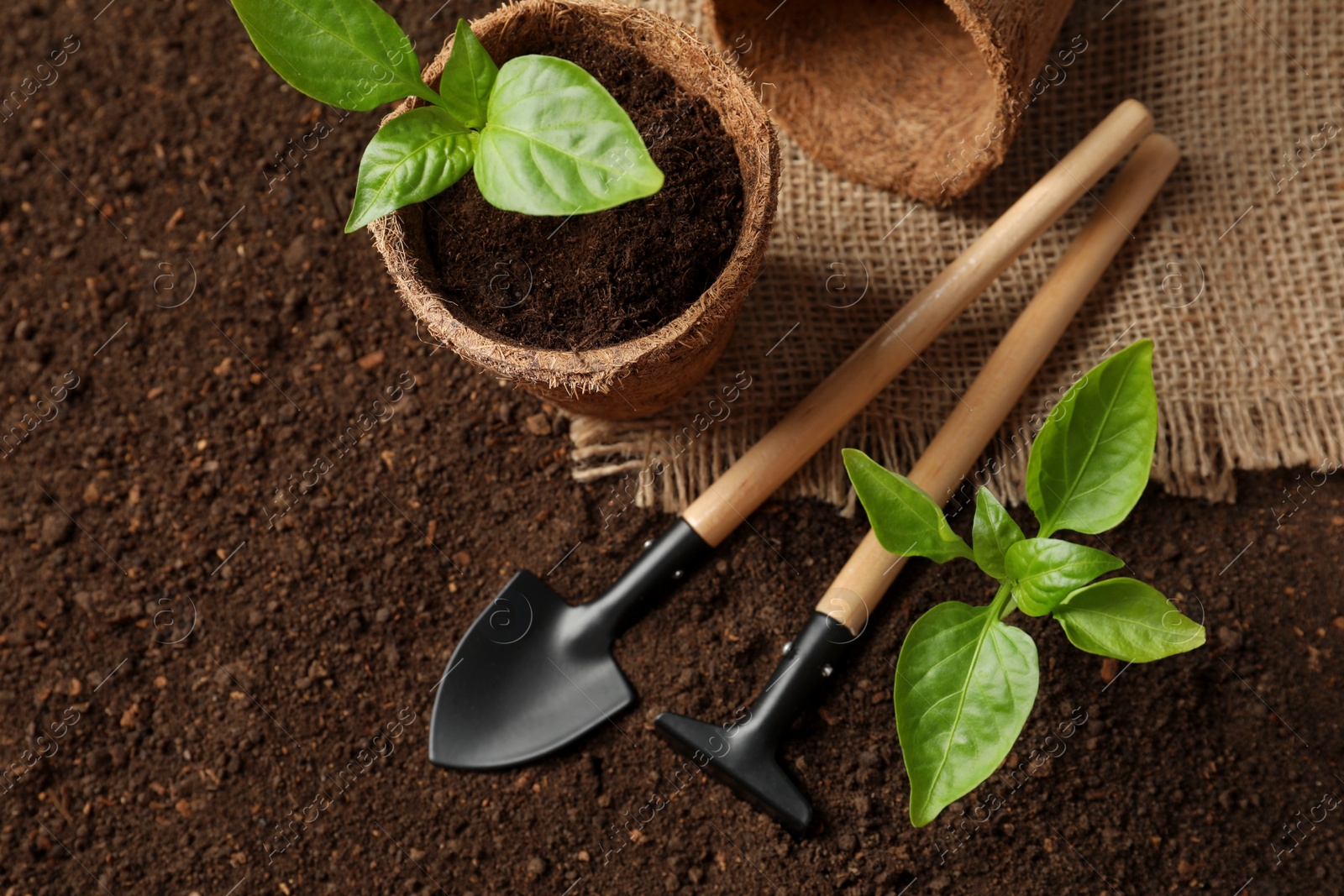 Photo of Flat lay composition with seedlings and gardening tools on soil