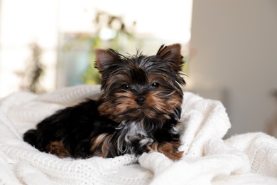 Photo of Cute Yorkshire terrier puppy on bed. Happy dog