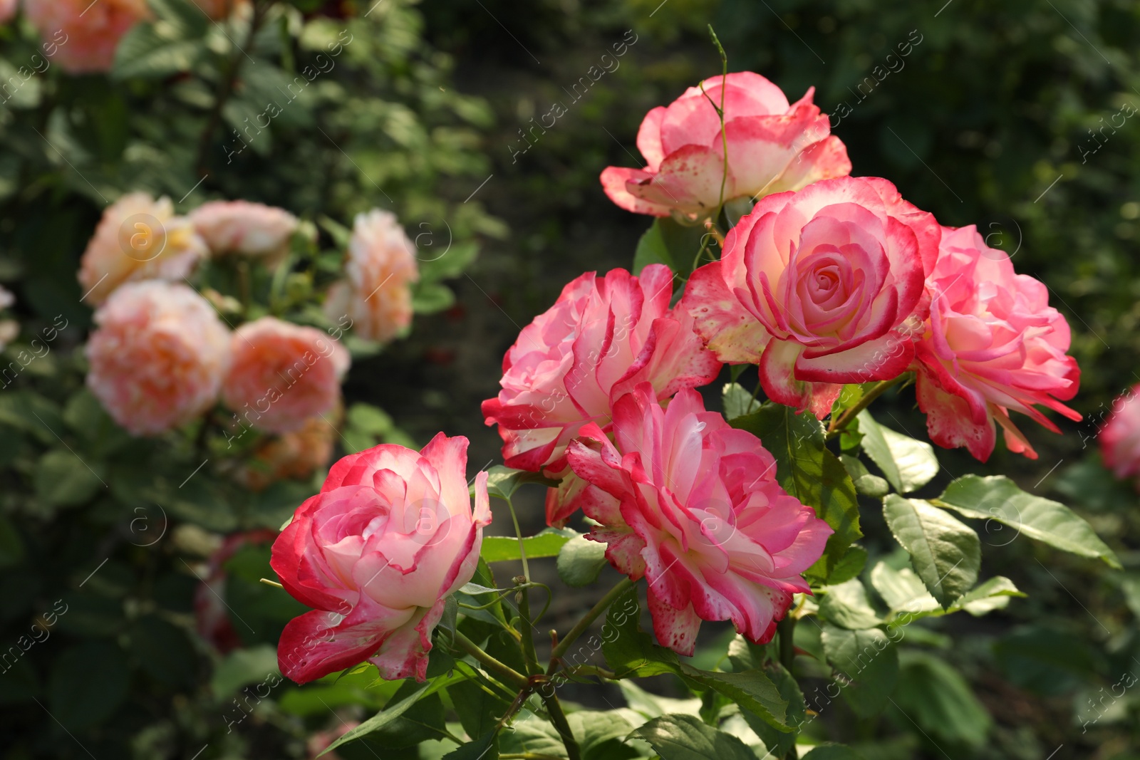 Photo of Beautiful blooming pink roses on bush outdoors, closeup. Space for text