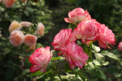 Photo of Beautiful blooming pink roses on bush outdoors, closeup. Space for text