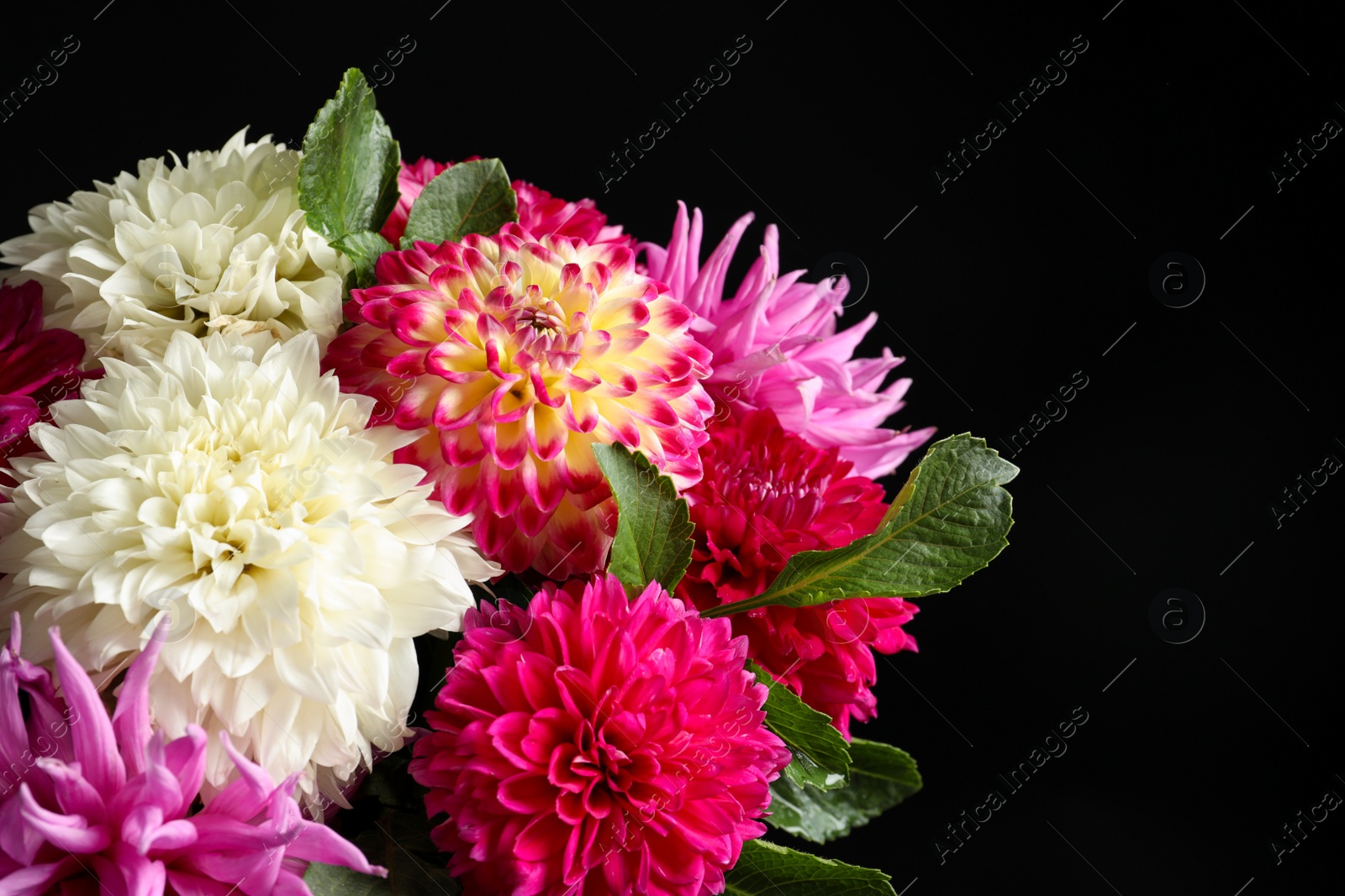 Photo of Beautiful dahlia flowers on black background, closeup