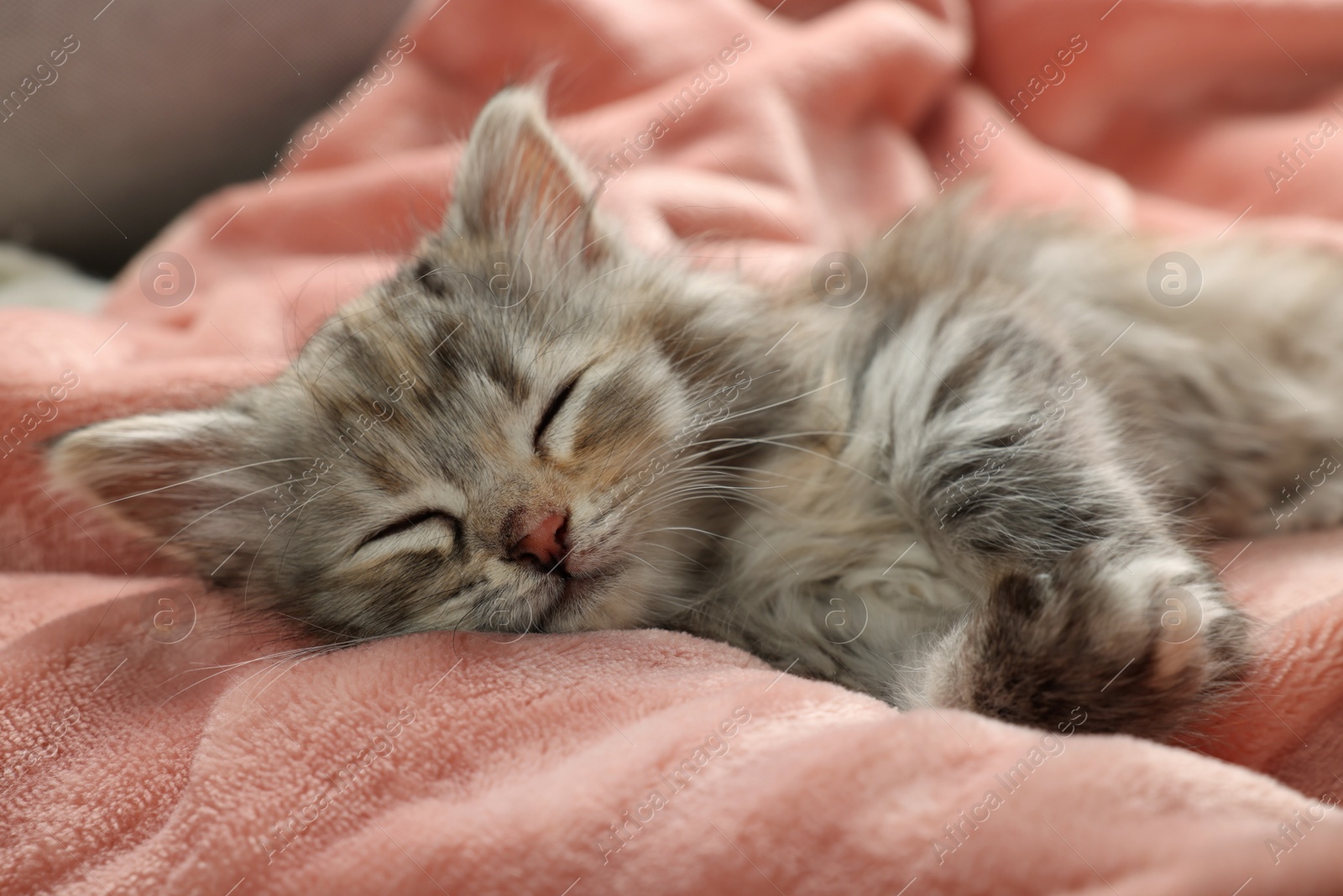 Photo of Cute kitten sleeping on soft pink blanket