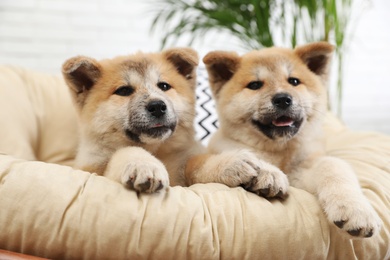 Adorable Akita Inu puppies in armchair at home