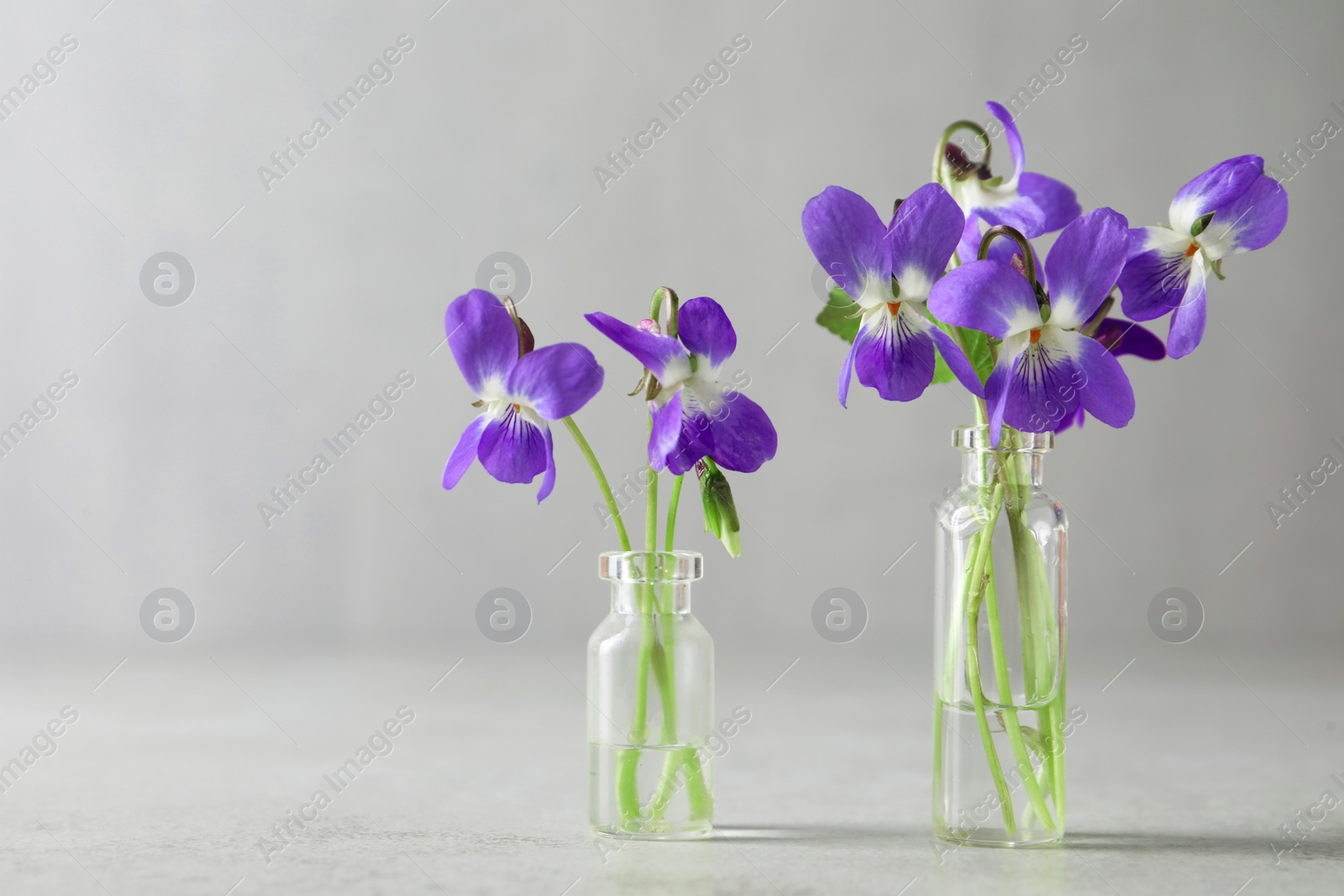 Photo of Beautiful wood violets on light grey background, space for text. Spring flowers