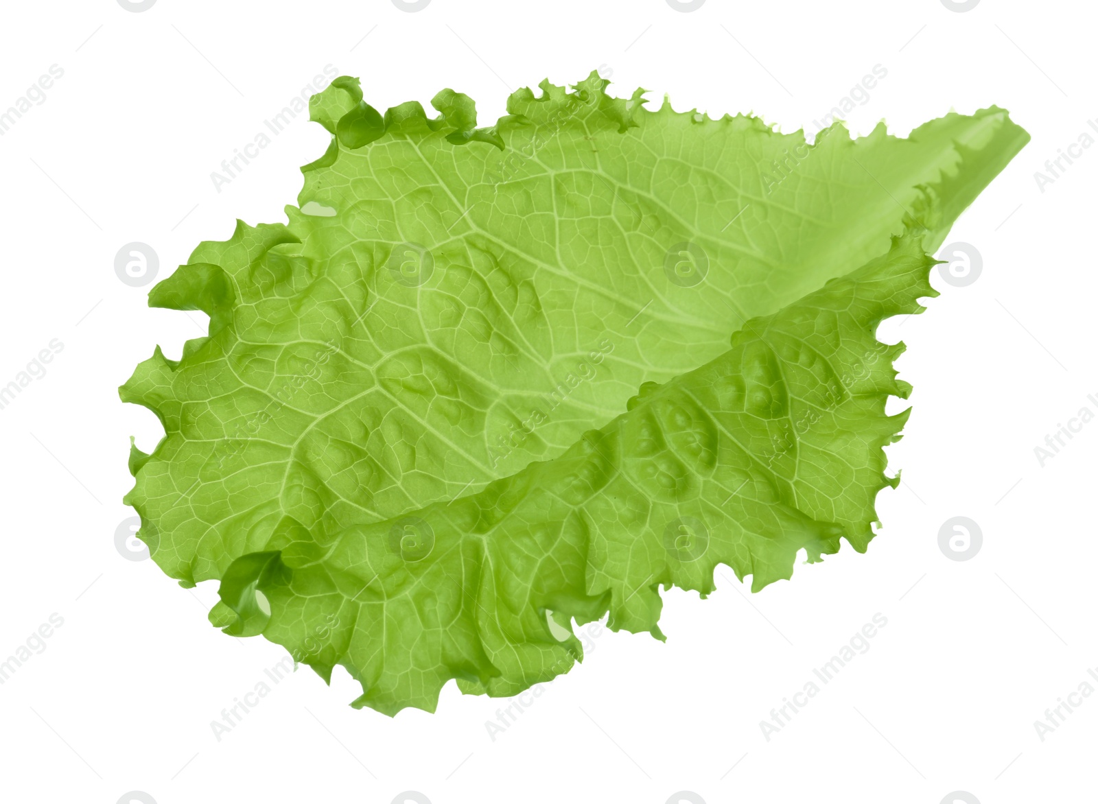 Photo of One fresh lettuce leaf isolated on white. Burger ingredient