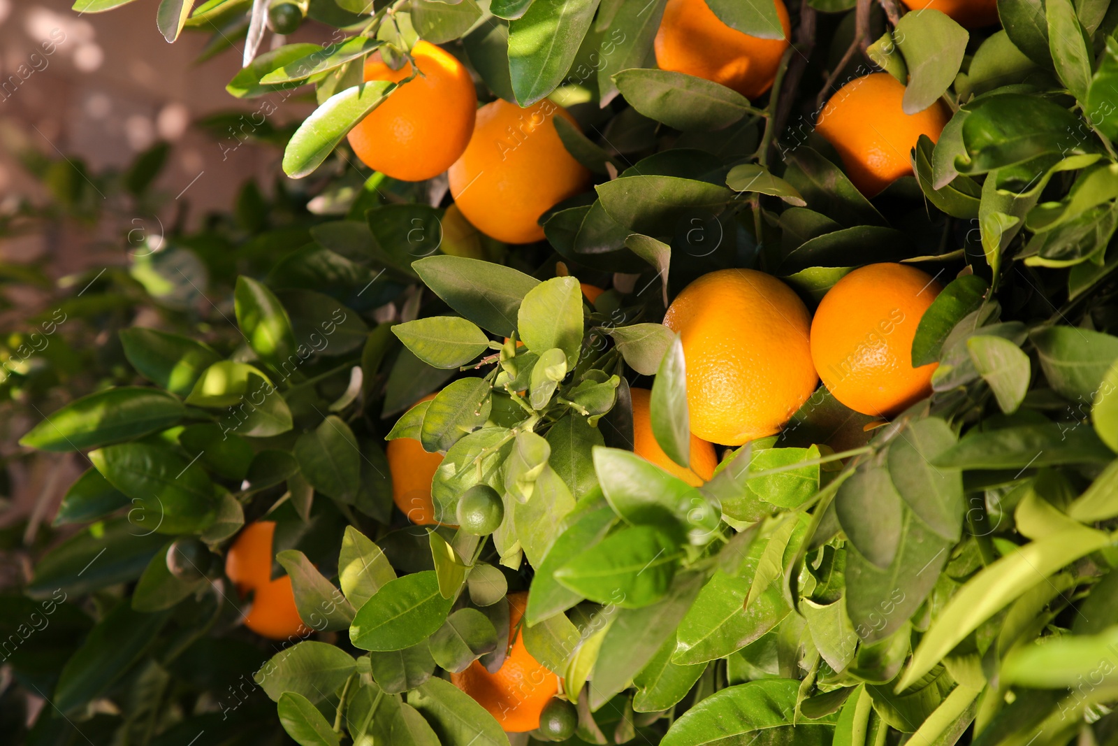 Photo of Fresh ripe oranges growing on tree outdoors