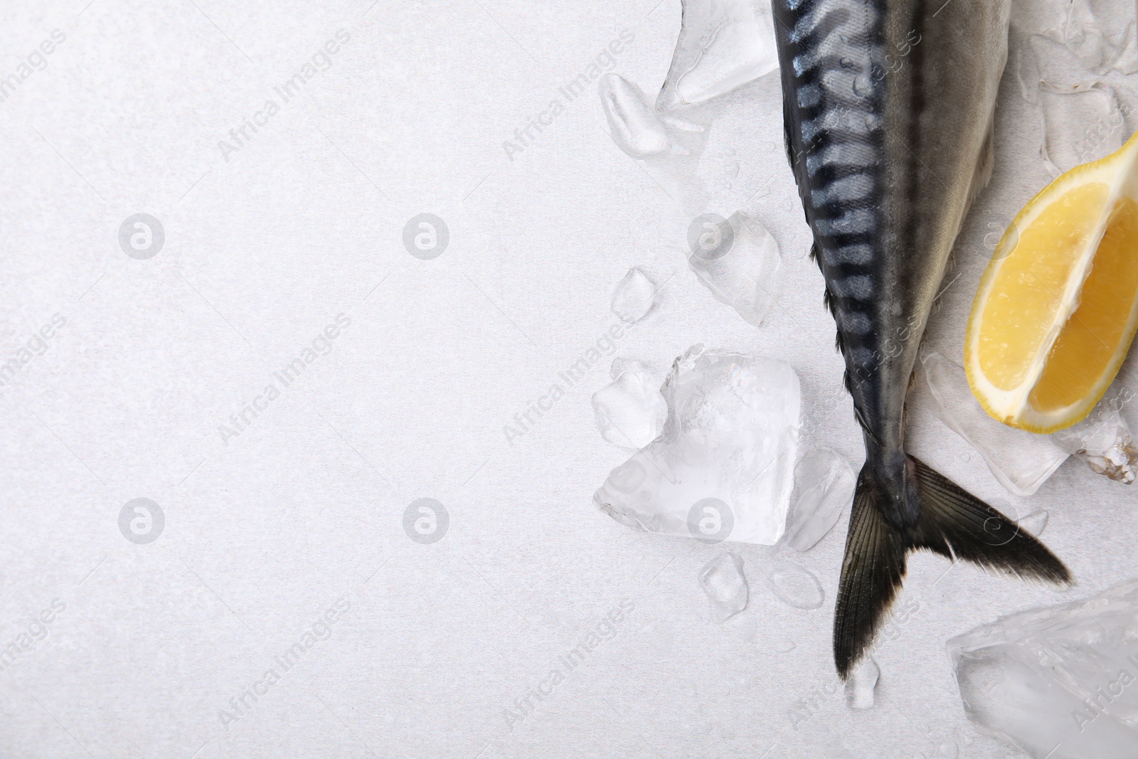 Photo of Raw mackerel, lemon and ice on light gray table, flat lay. Space for text
