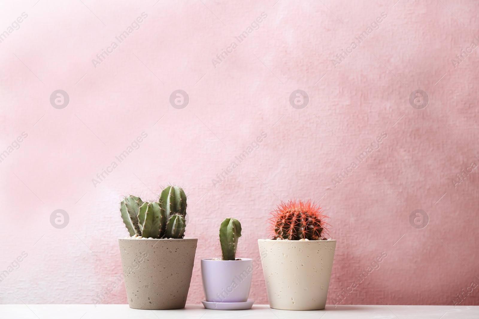 Photo of Beautiful cacti on color background