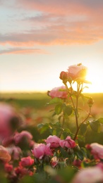 Beautiful roses in blooming garden on sunny day