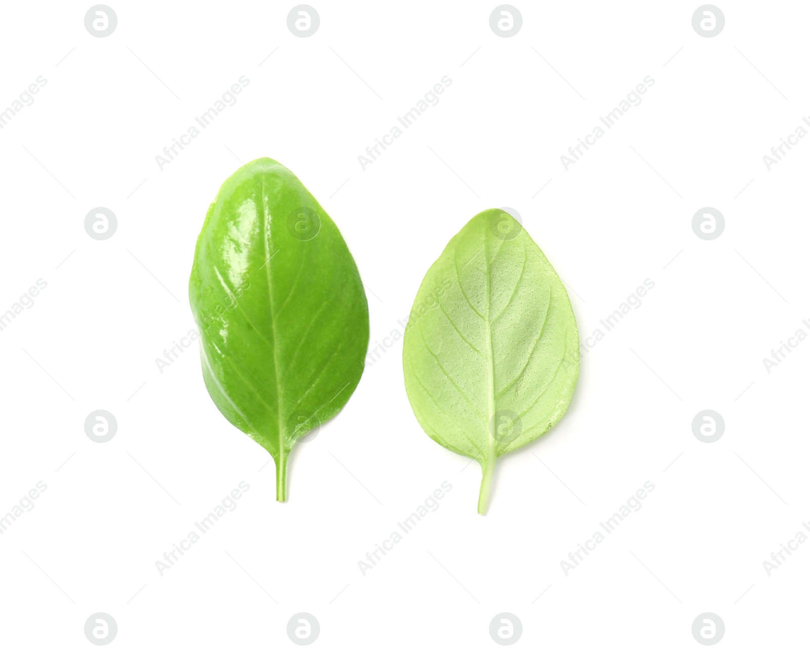 Photo of Fresh green basil leaves on white background