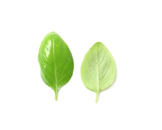 Fresh green basil leaves on white background