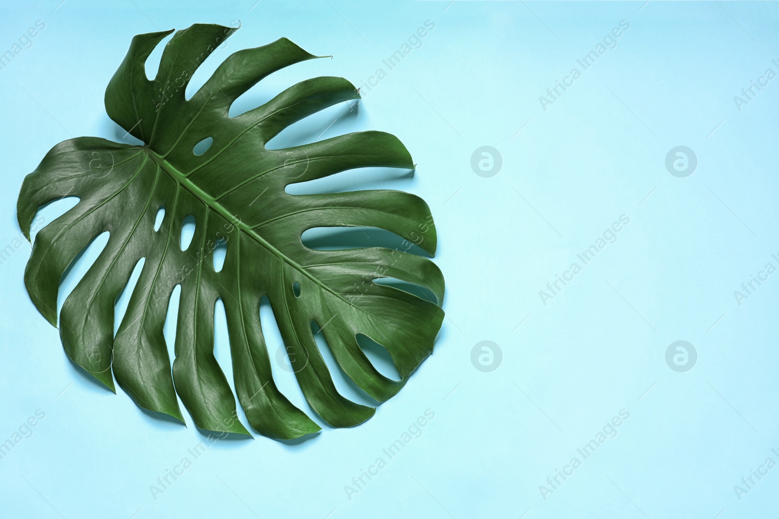 Photo of Green fresh monstera leaf on color background, top view with space for text. Tropical plant