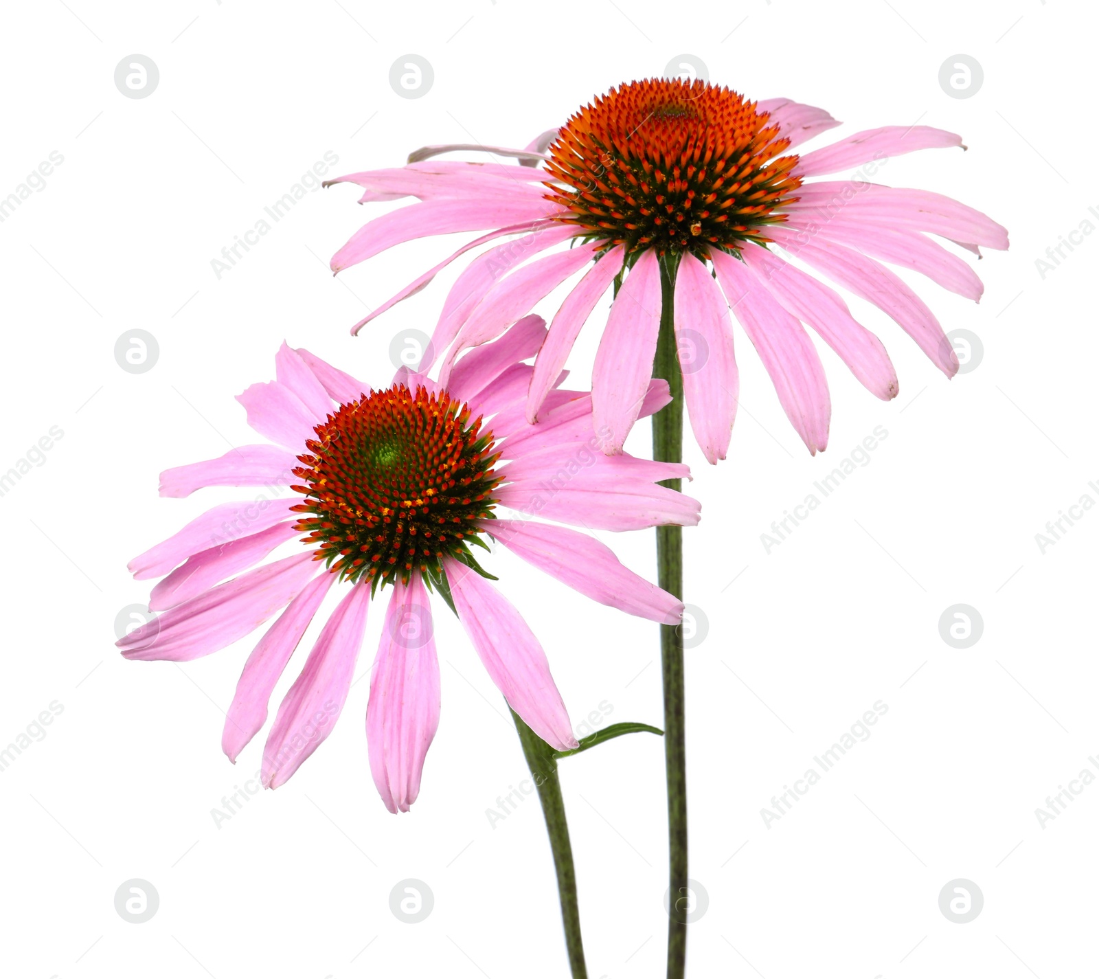 Photo of Beautiful blooming echinacea flowers isolated on white