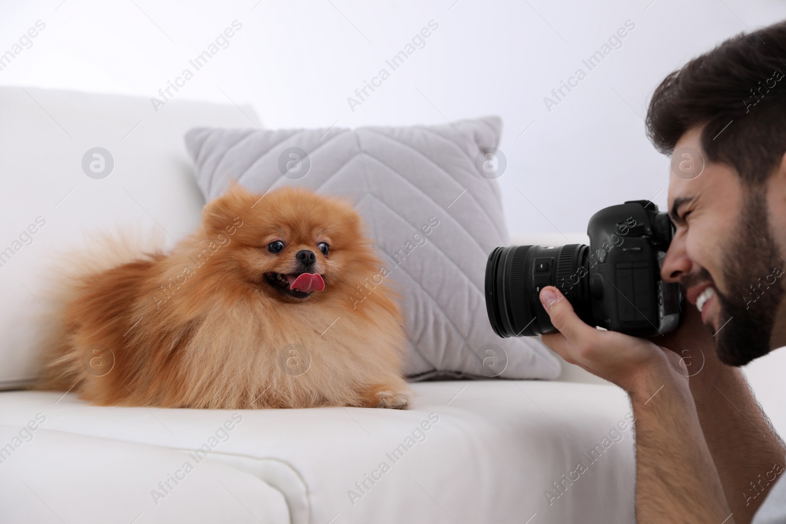 Photo of Professional animal photographer taking picture of beautiful Pomeranian spitz dog at home