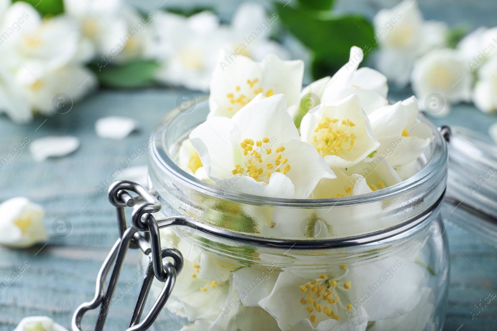 Photo of Beautiful jasmine flowers in glass jar on blue table, closeup