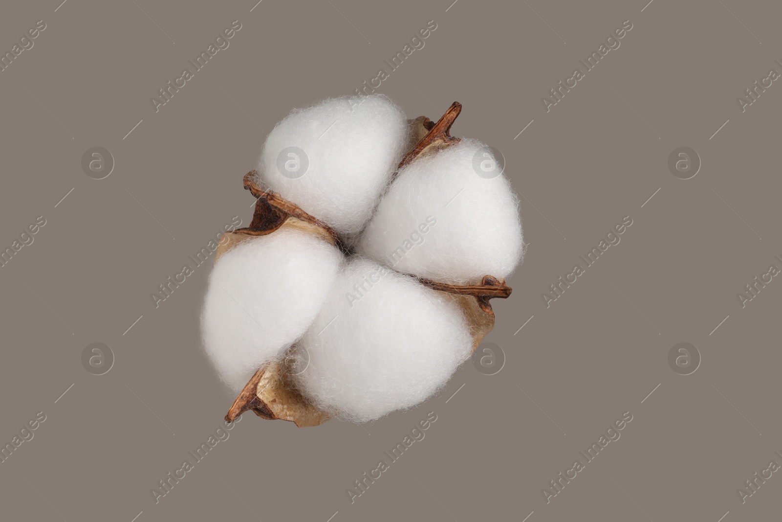 Photo of Beautiful fluffy cotton flower on beige background, top view