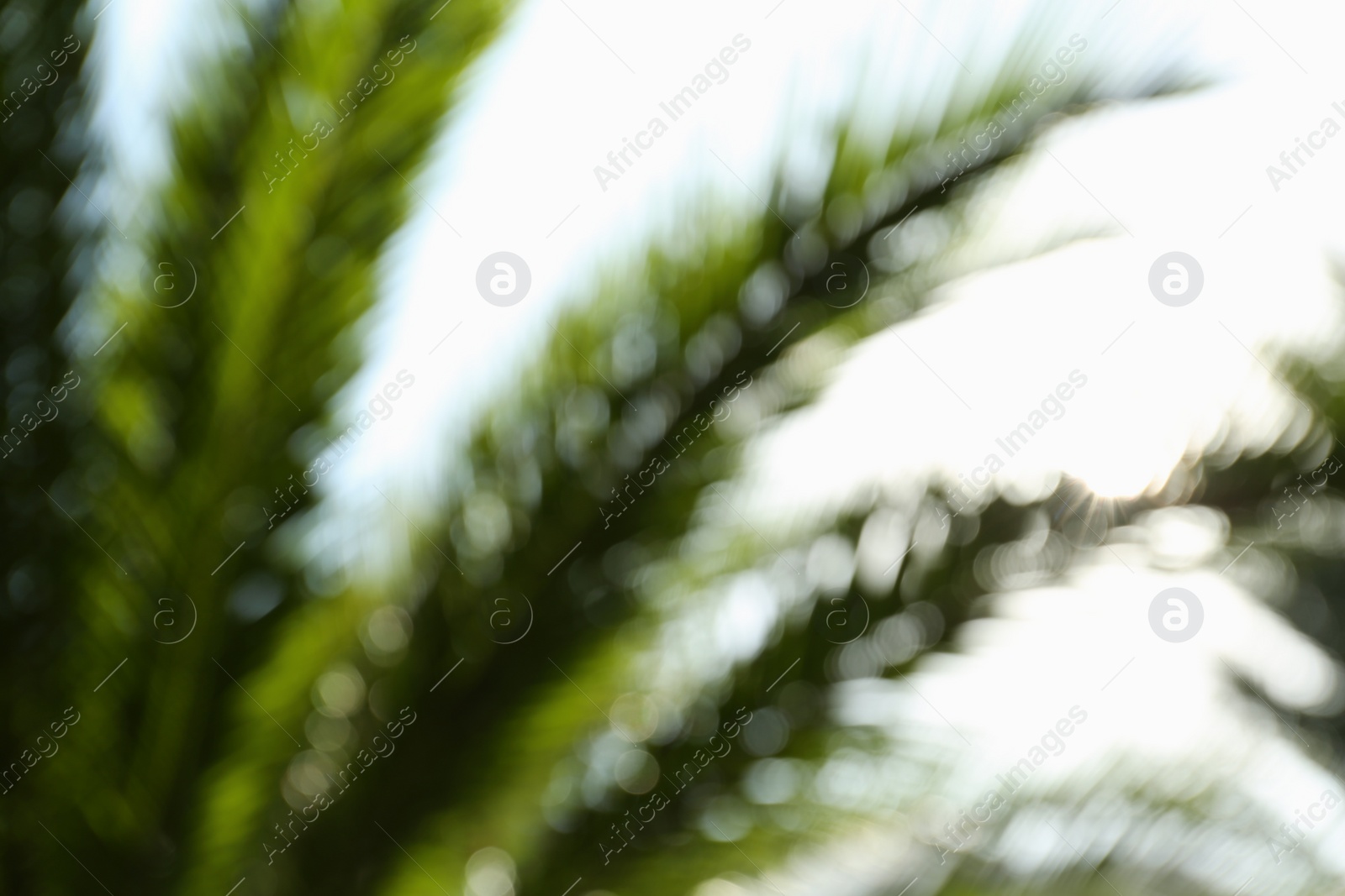 Photo of Blurred view of palm leaves on sunny day outdoors. Bokeh effect