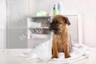 Studio portrait of funny Brussels Griffon dog with towel in bathroom