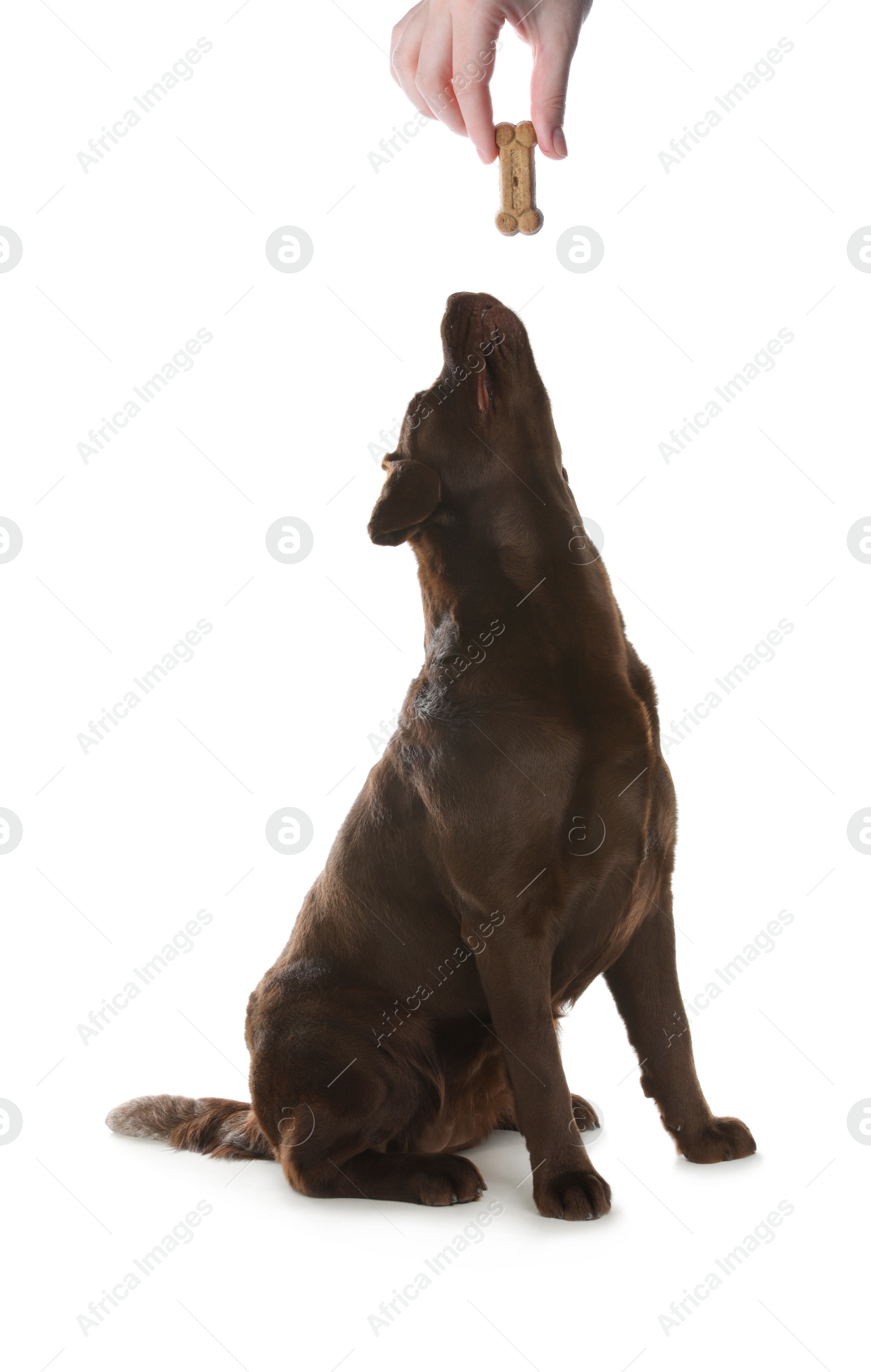 Image of Woman giving tasty bone shaped cookie to her dog on white background, closeup