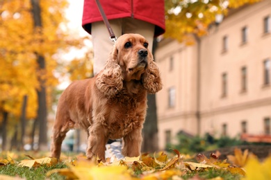 Woman with cute Cocker Spaniel in park on autumn day