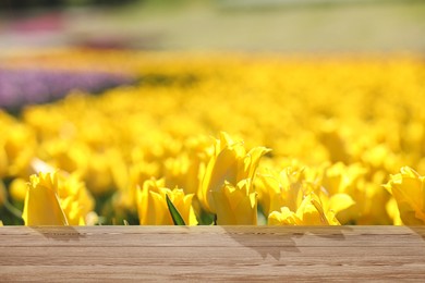 Empty wooden surface in field with blossoming tulips on sunny day