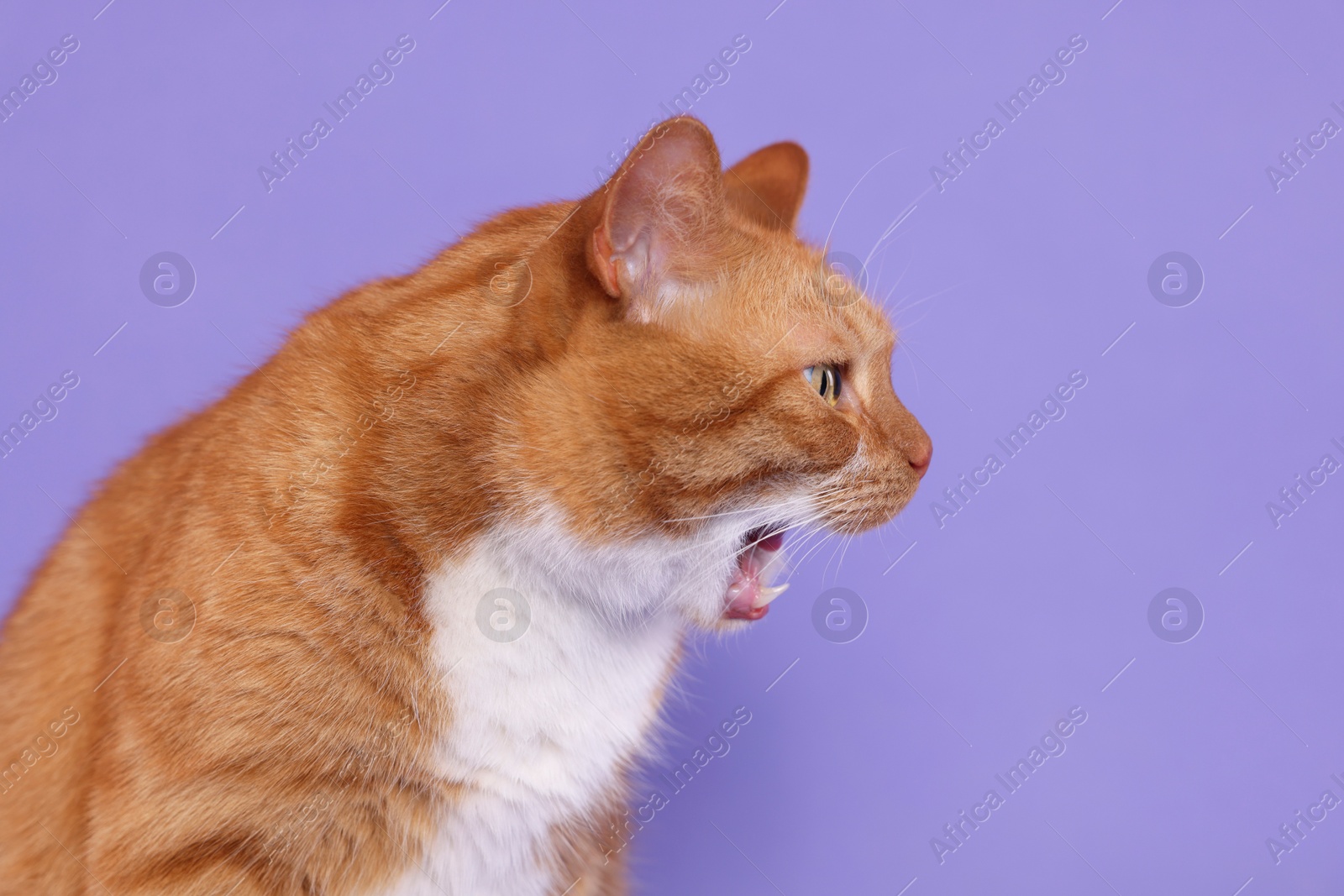 Photo of Cute cat showing tongue on lilac background