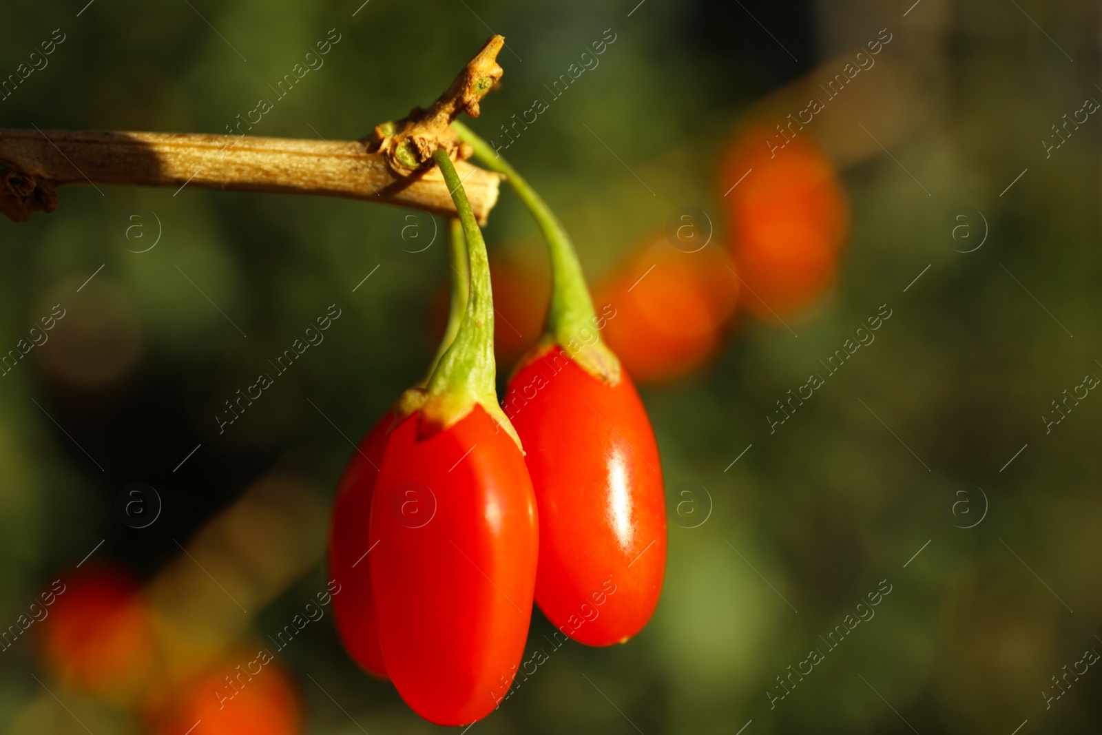 Photo of Branch with ripe fresh goji berries in garden