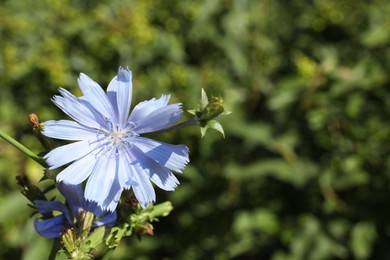 Beautiful blooming chicory flower growing outdoors. Space for text