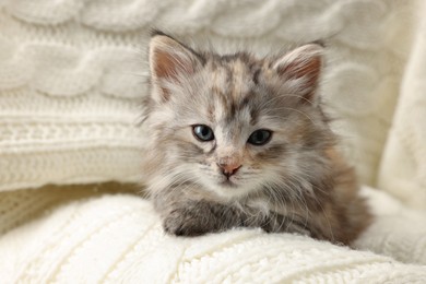 Cute kitten on white knitted blanket. Baby animal