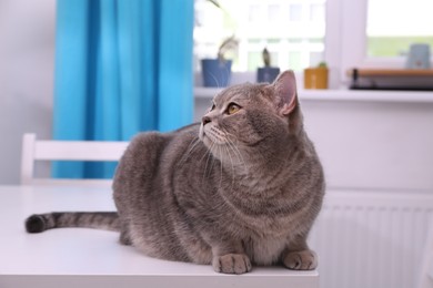 Cute Scottish straight cat on white table indoors