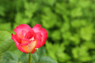 Photo of Beautiful blooming rose in green garden on summer day, closeup view. Space for text