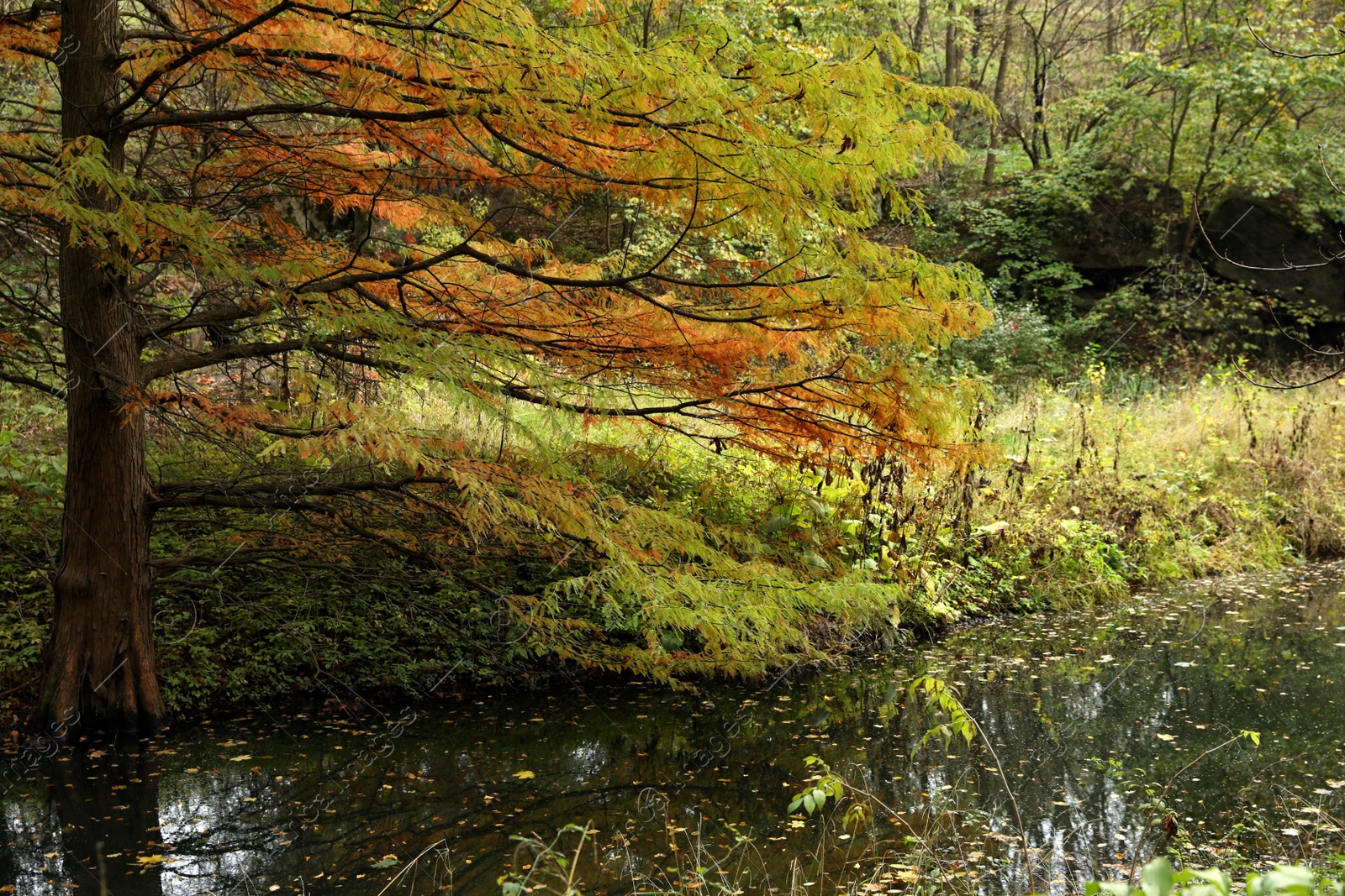 Photo of Beautiful view of park with lake and trees on autumn day