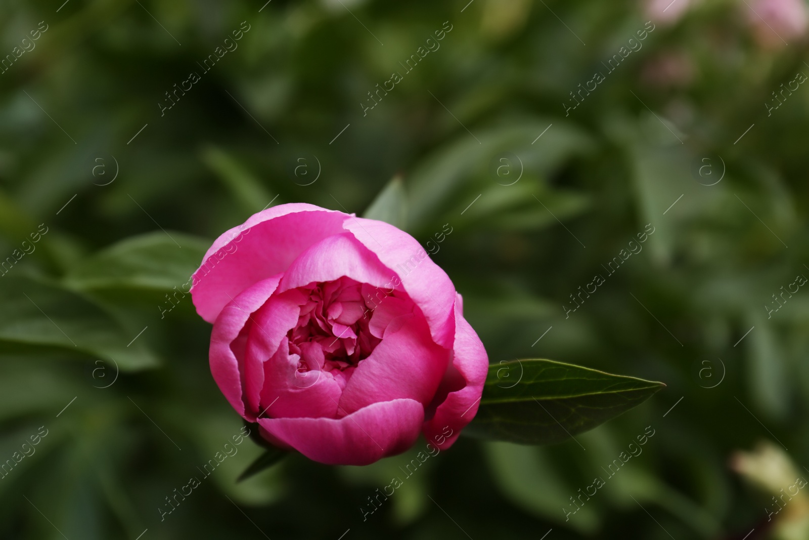 Photo of Beautiful pink peony bud on bush outdoors, closeup