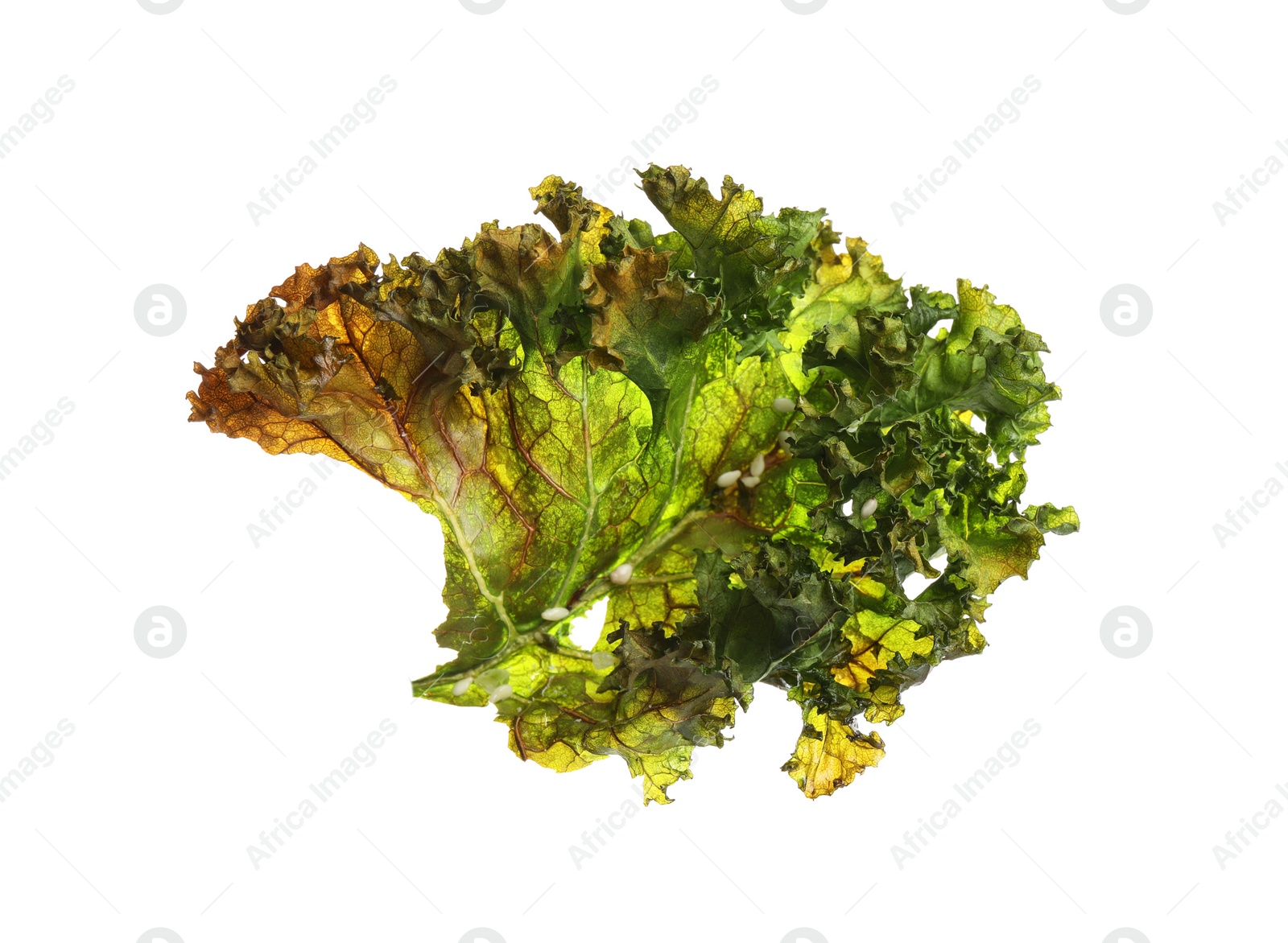 Photo of Tasty baked kale chip isolated on white