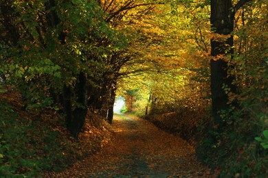 Photo of Picturesque view of path in autumn forest