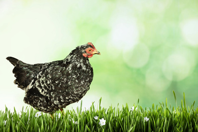 Image of Beautiful chicken on fresh green grass outdoors, space for text 