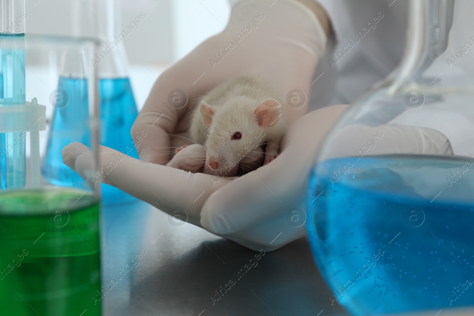 Photo of Scientist with rat in chemical laboratory, closeup. Animal testing