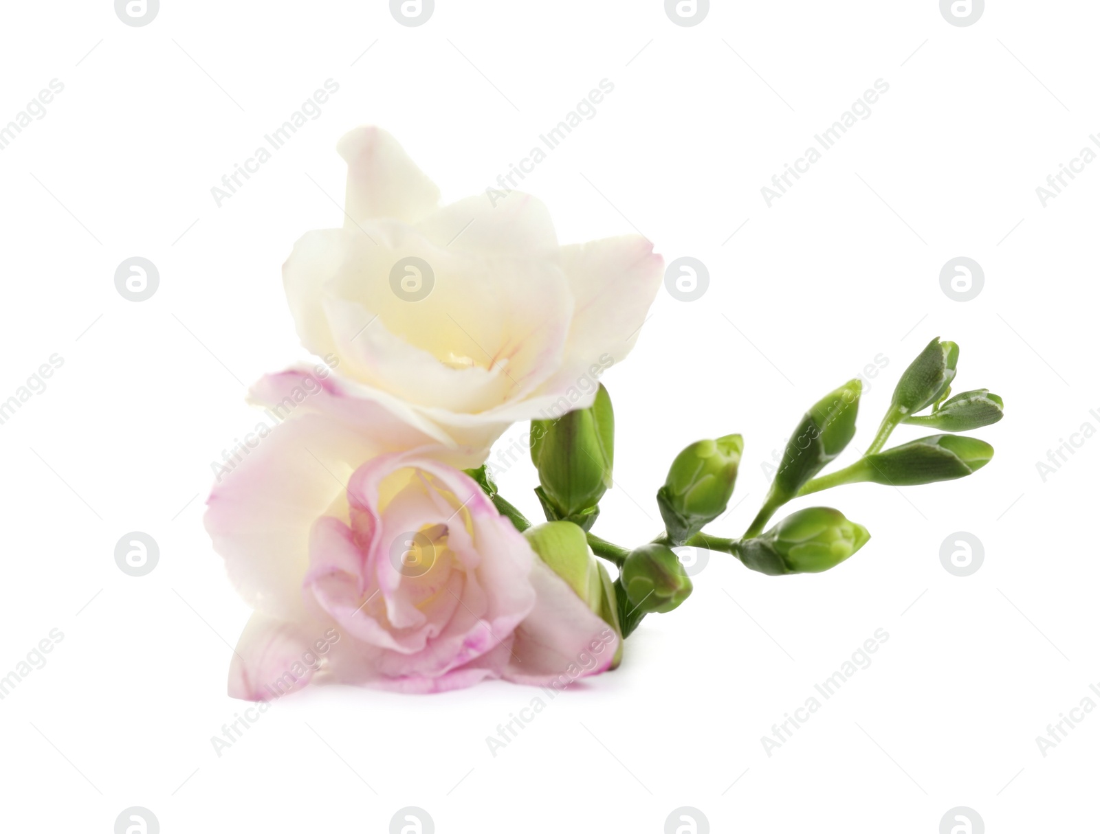 Photo of Beautiful tender freesia flower on white background