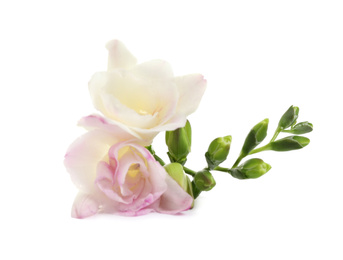 Photo of Beautiful tender freesia flower on white background