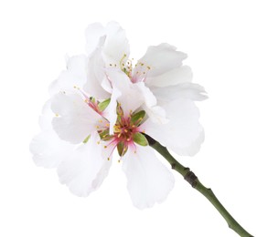 Photo of Tree branch with beautiful blossoms isolated on white. Spring season