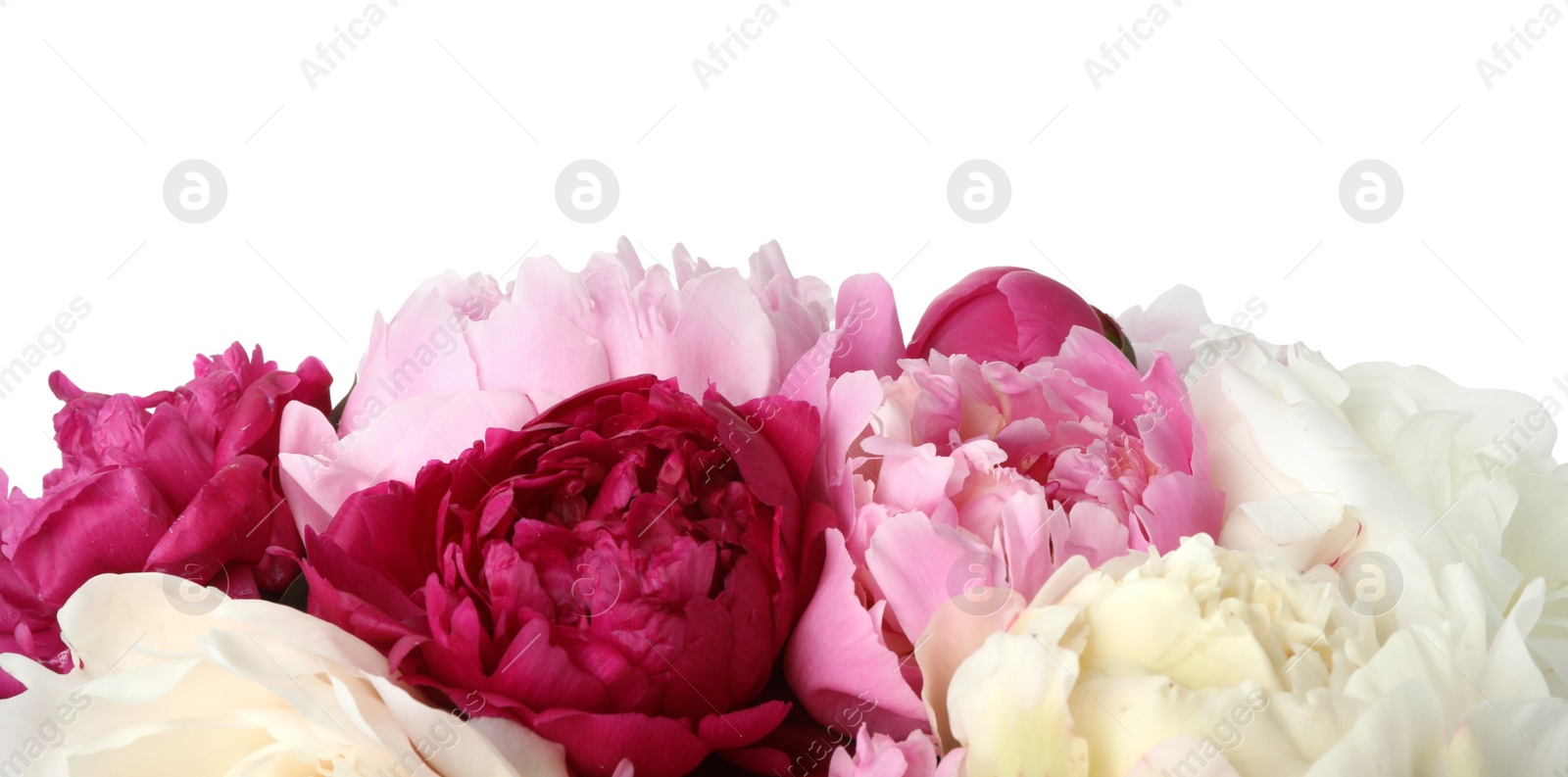 Photo of Bouquet of beautiful peonies on white background, closeup