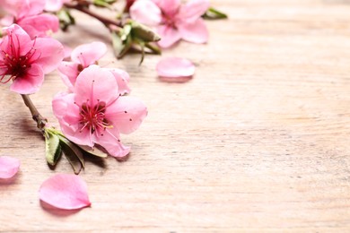 Photo of Beautiful sakura tree blossoms on wooden background, closeup. Space for text