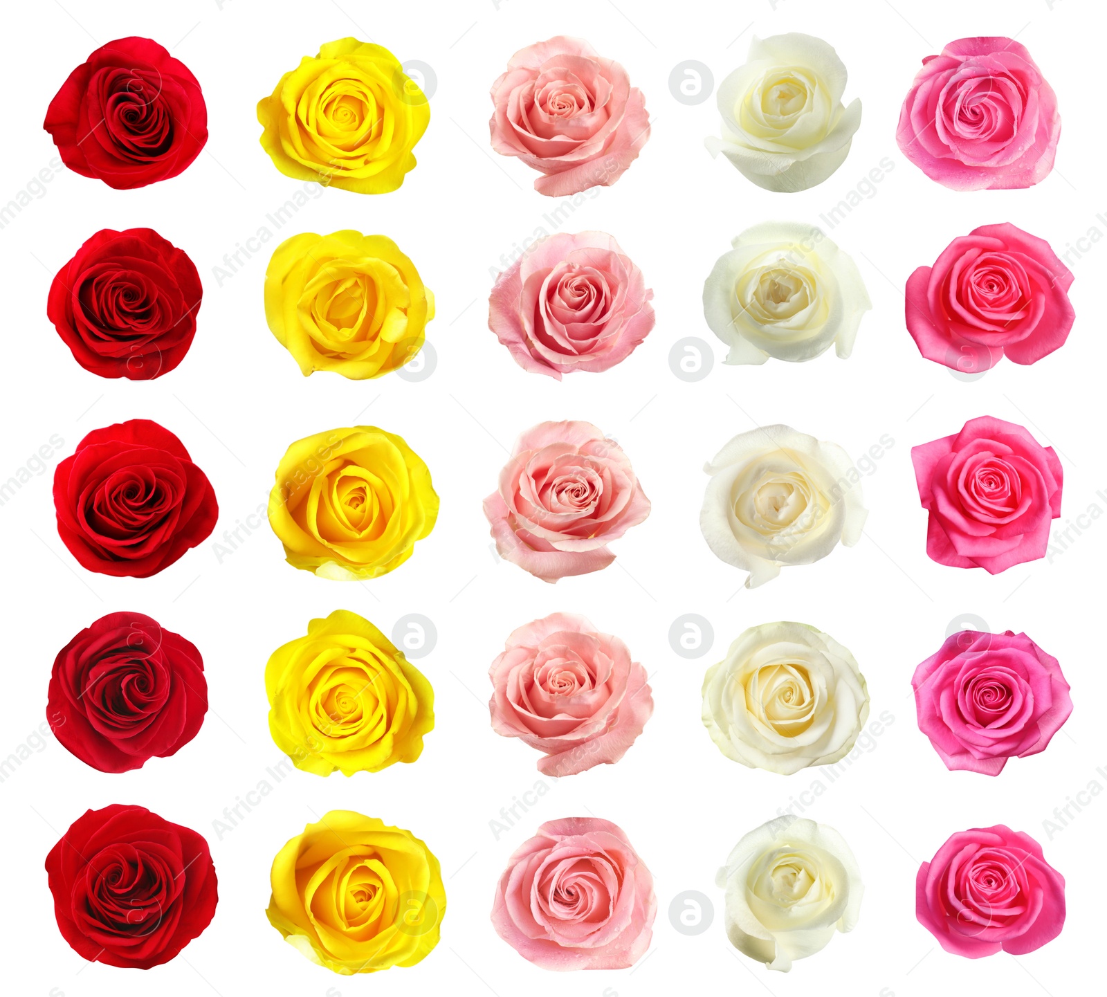 Image of Set of different roses on white background