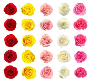 Image of Set of different roses on white background