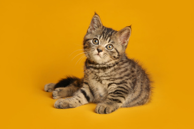 Photo of Cute tabby kitten on yellow background. Baby animal