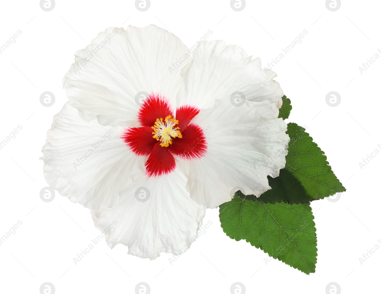 Photo of Beautiful tropical hibiscus flower with leaves isolated on white