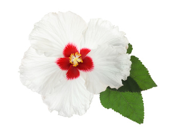 Photo of Beautiful tropical hibiscus flower with leaves isolated on white